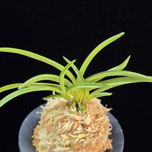 홍매  紅梅  Kobai