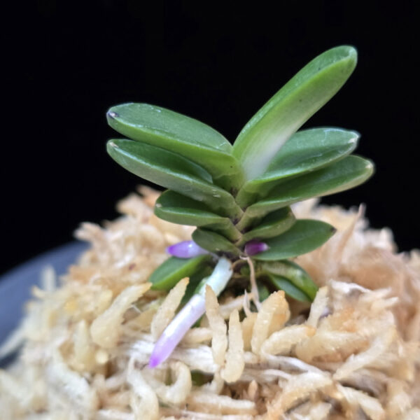 풍천 豊天 Pungcheon (Homeiden+Tengyokuho)