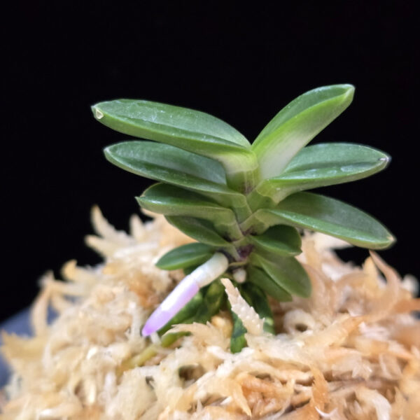 풍천 豊天 Pungcheon (Homeiden+Tengyokuho)