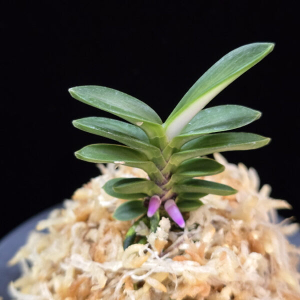 풍천 豊天 Pungcheon (Homeiden+Tengyokuho)