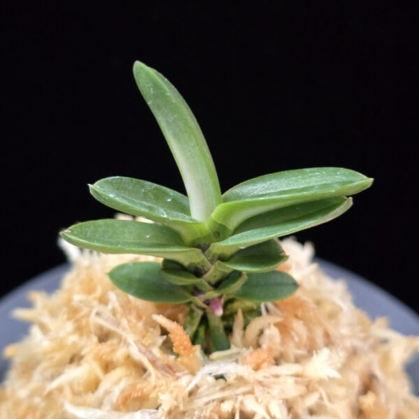 풍천 豊天 Pungcheon (Homeiden+Tengyokuho)