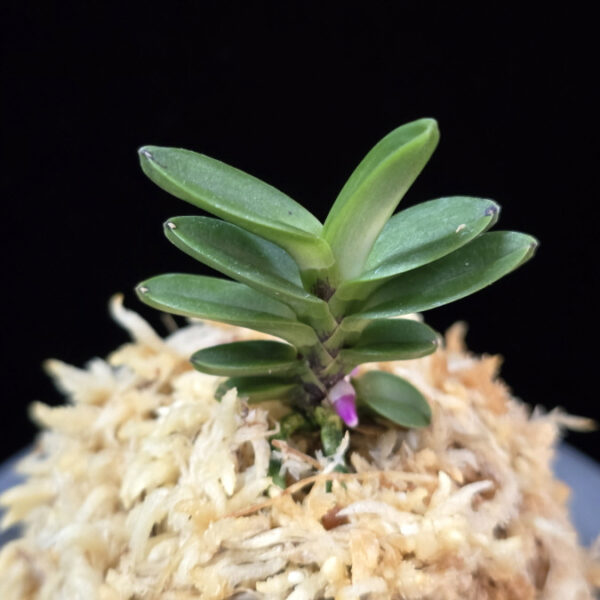 풍천 豊天 Pungcheon (Homeiden+Tengyokuho)