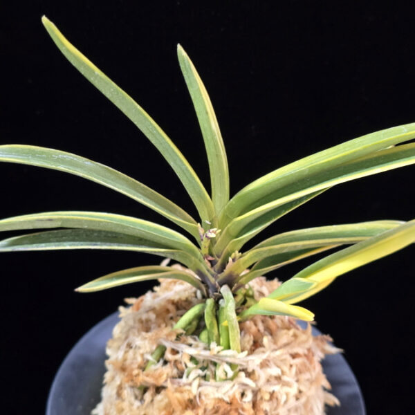 건국복륜 建国覆輪 Kenkoku fukurin