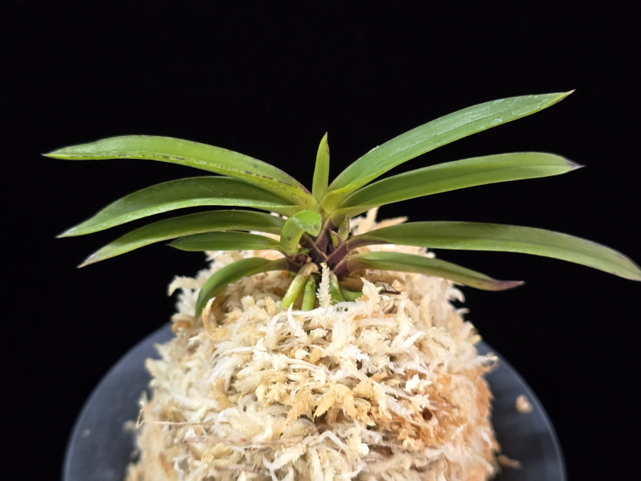 화왕 花王 Hwawang 화왕 花王 Hwawang