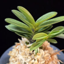 백일몽 白日夢 Hakujitsumu