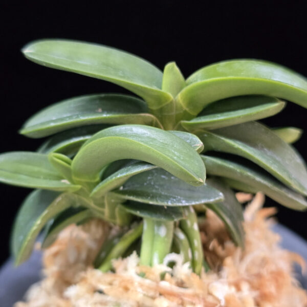 두홍 豆紅 Duhong (Honggang bean leaf)