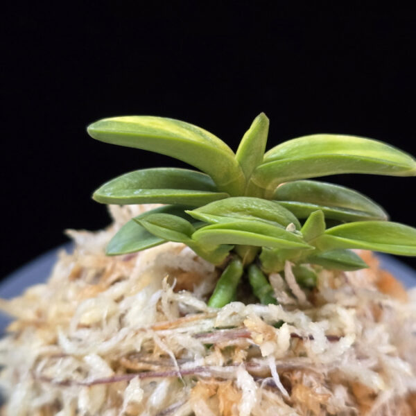 취월호 翠月湖 Chwiwolho(Seedling)