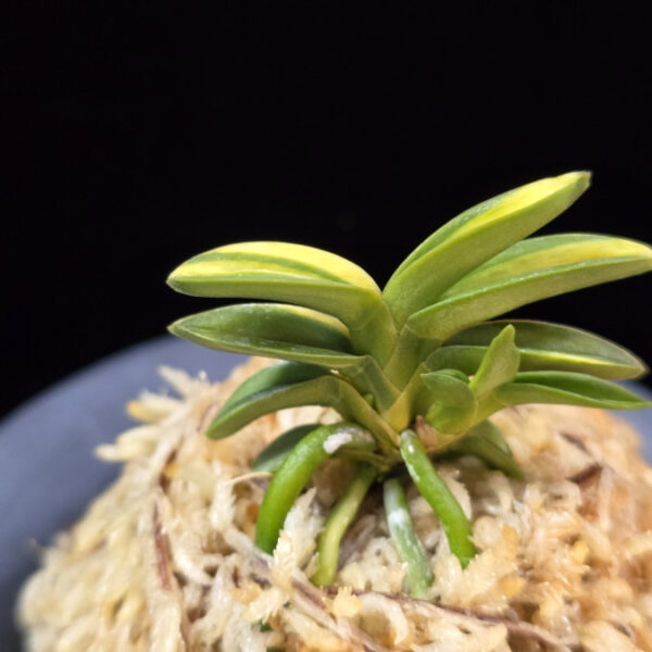 취월호 翠月湖 Chwiwolho(Seedling)