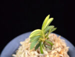 취월호 翠月湖 Chwiwolho(Seedling)