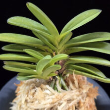 주홍성 朱紅星 Juhongseong