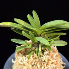 주홍성 朱紅星 Juhongseong