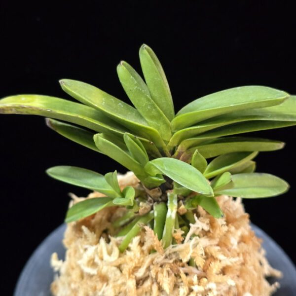 주홍성 朱紅星 Juhongseong