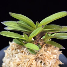 주홍성 朱紅星 Juhongseong