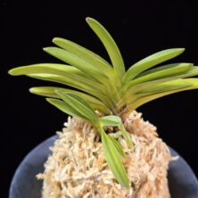 주홍성 朱紅星 Juhongseong