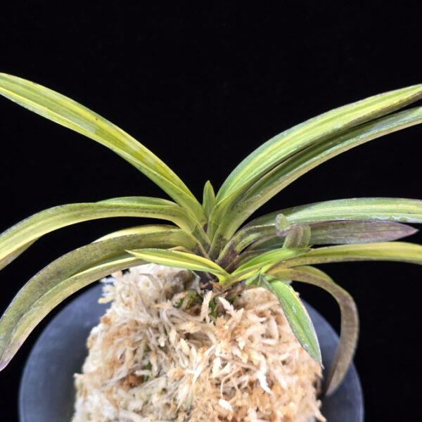 대강환호 大江丸縞 Oemaru Shima