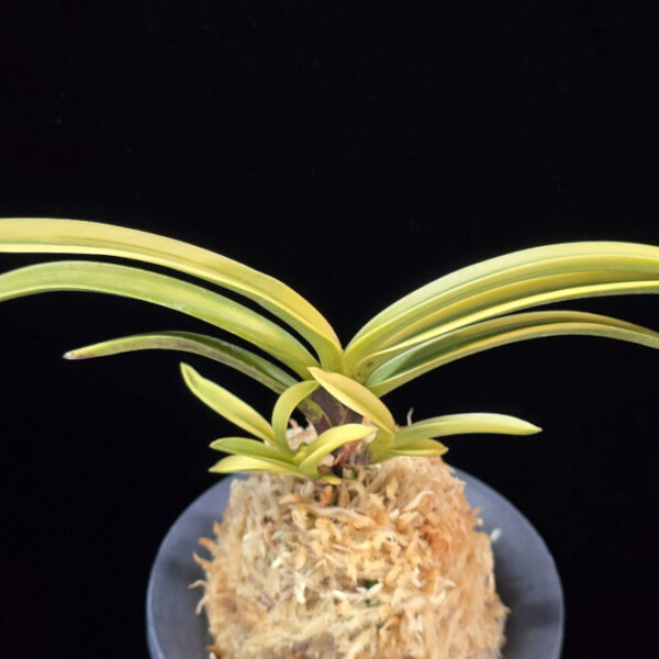 금직 錦織 Nishikiori