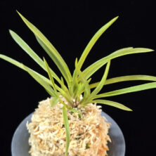 황지연 黃池淵 Hwangjiyeon (3spur)