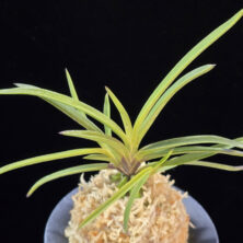 홍지연 紅池淵 Hongjiyeon (3spur)