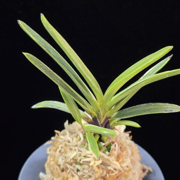 주천왕백호 朱天王白縞 Shutenno Shiroshima