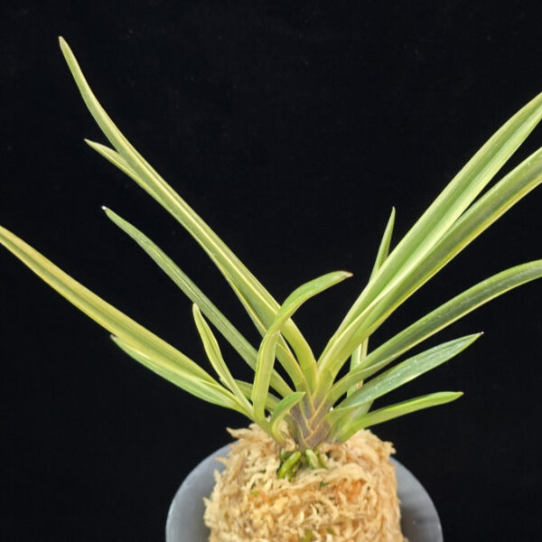 충무관 忠武冠 Chungmugwan