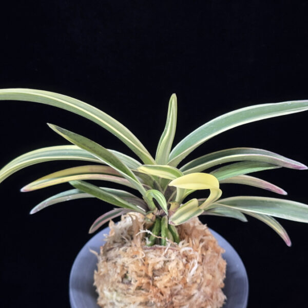 원창 圓窓 Wonchang(Enso)