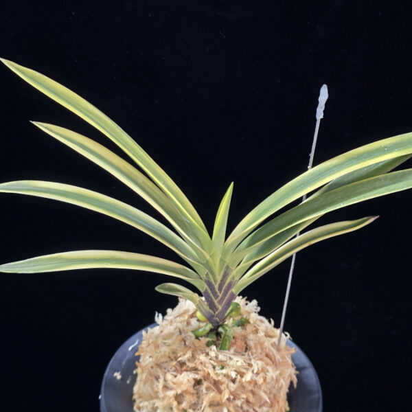 영호 影虎 Kagetora