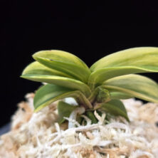 각왕산 覚王山 Kakuozan