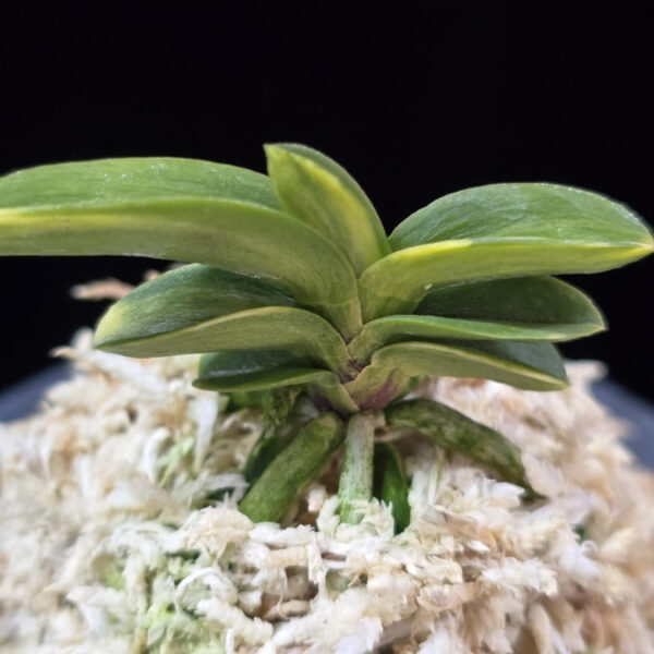 각왕산 覚王山 Kakuozan