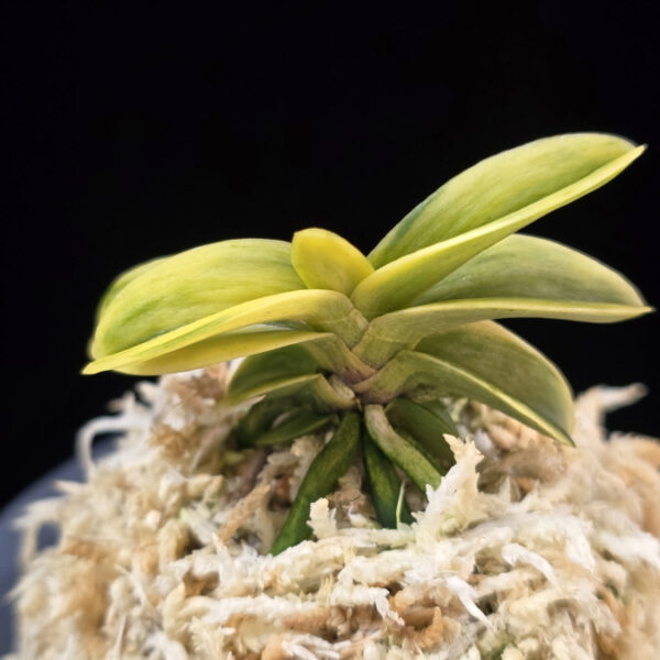 각왕산 覚王山 Kakuozan