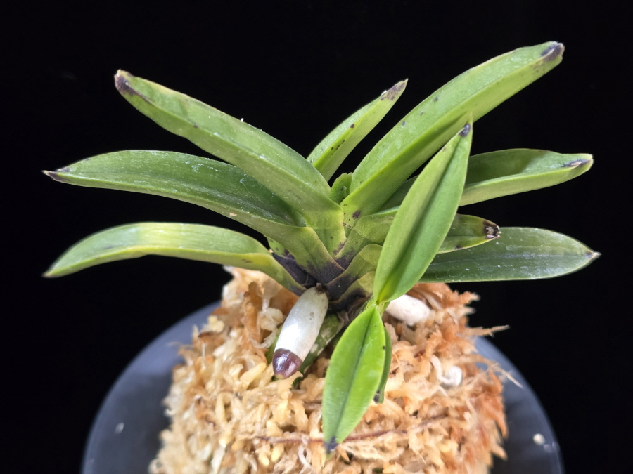 천하장사 天下壯士 Cheonhajangsa 천하장사 天下壯士 Cheonhajangsa