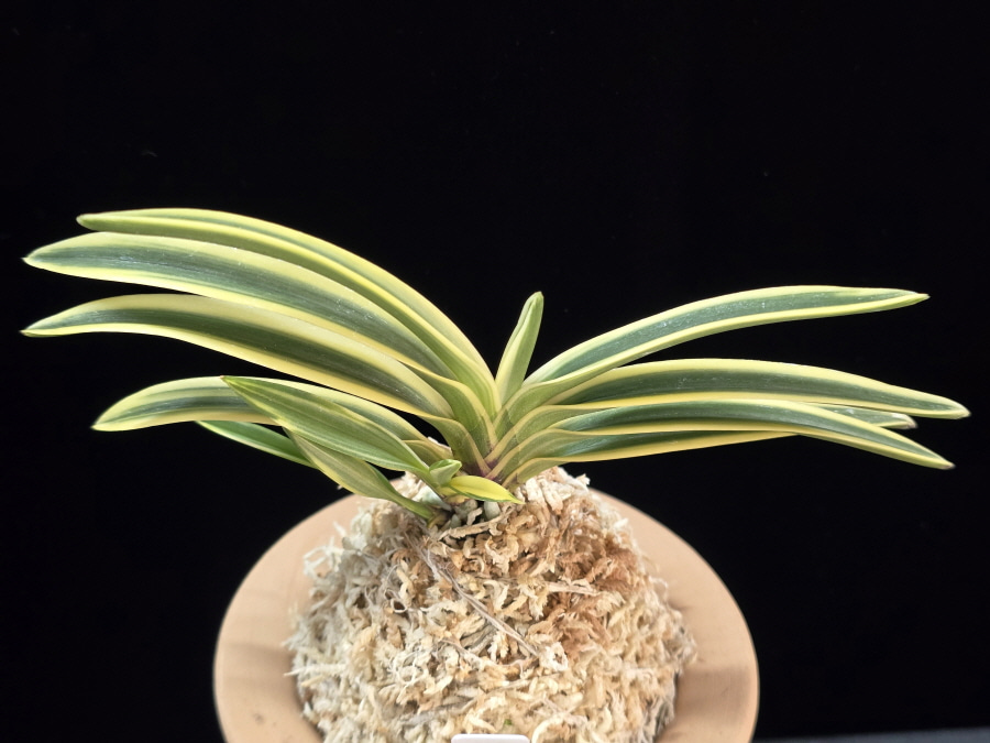 천설 天雪 Cheonseol 천설 天雪 Cheonseol