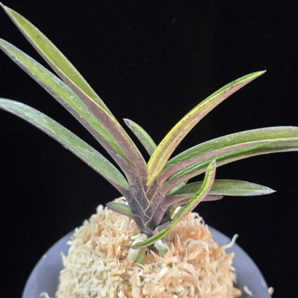 천지연 天池淵 Cheonjiyeon