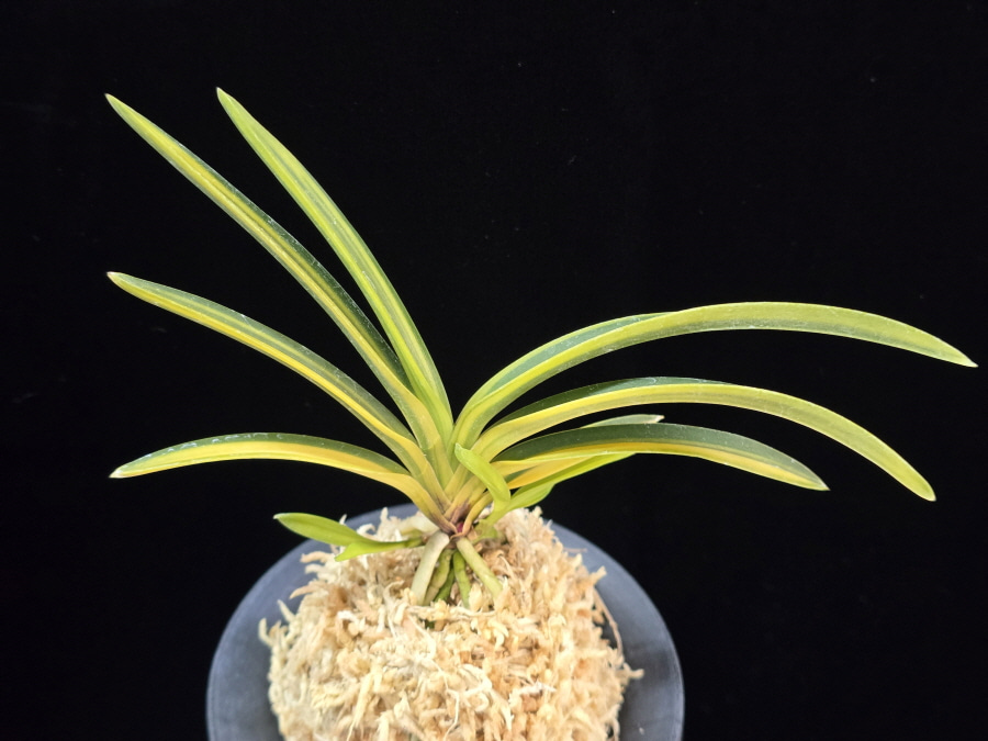 갈채 喝采 Galchae(Kassai) 갈채 喝采 Galchae(Kassai)