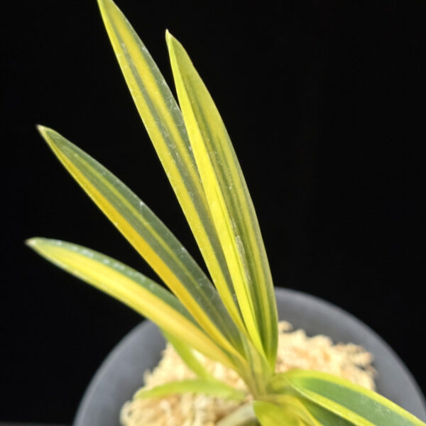 갈채 喝采 Galchae(Kassai)