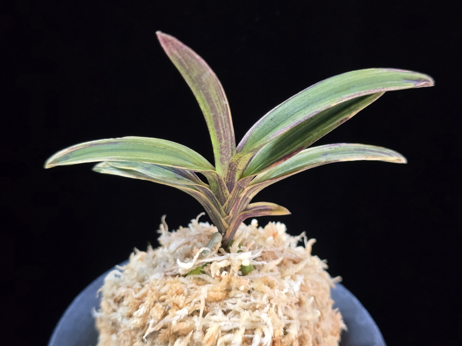 신화 新華 Sinhwa 신화 新華 Sinhwa