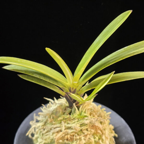 주천왕백호 朱天王白縞 Shutenno Shiroshima