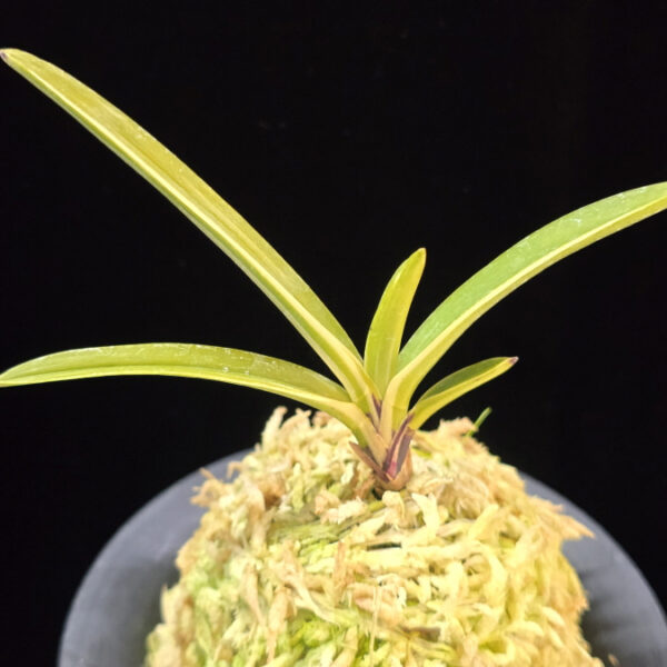 주천왕백호 朱天王白縞 Shutenno Shiroshima