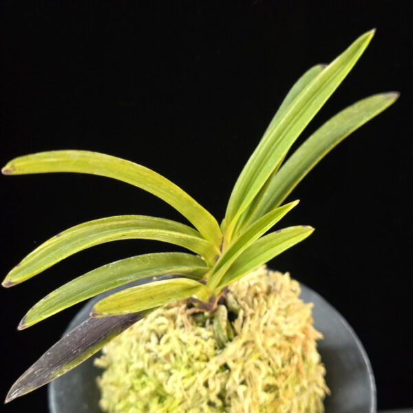 주천왕백호 朱天王白縞 Shutenno Shiroshima