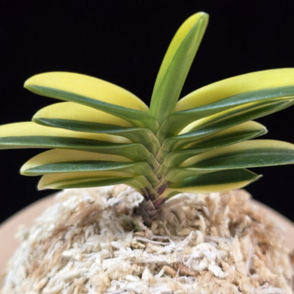 금기린 錦麒麟 Kinkirin