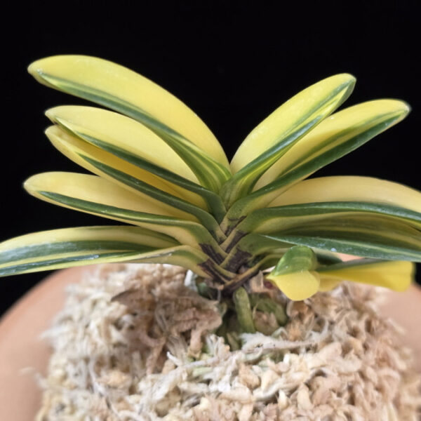 금강보 金剛宝 Kongoho