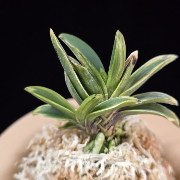 태왕 太王 Teawang