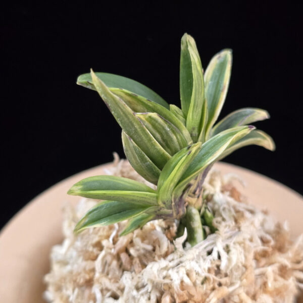 태왕 太王 Teawang