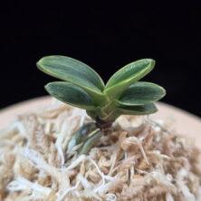 천흑 天黑 Cheonheuk