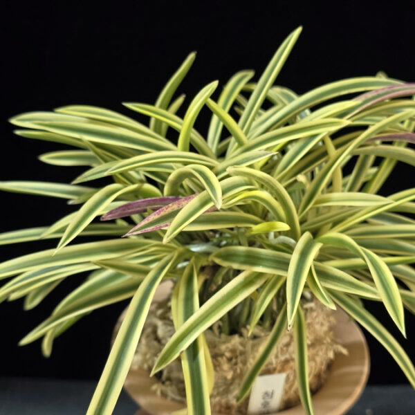 청호관 淸湖冠 Cheonghogwan