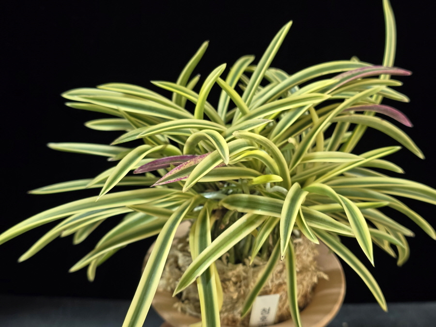 청호관 淸湖冠 Cheonghogwan 청호관 淸湖冠 Cheonghogwan