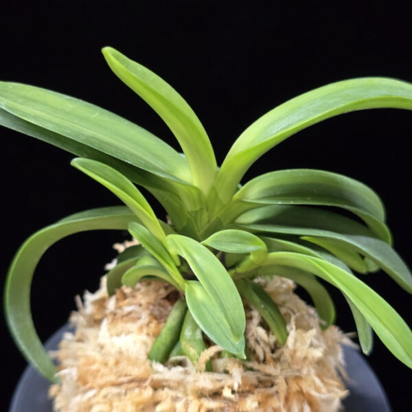 대파성 大波聖 Onamisei