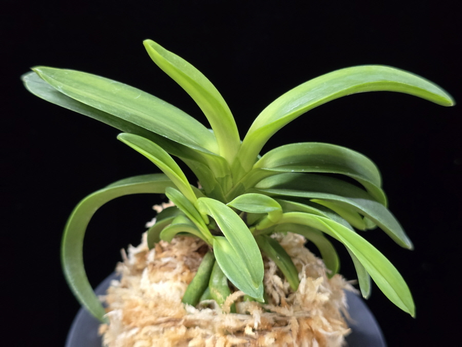 대파성 大波聖 Onamisei 대파성 大波聖 Onamisei