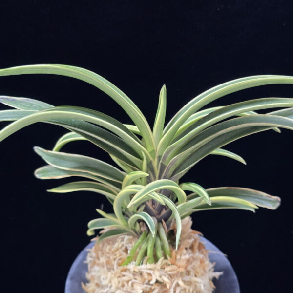 수백 琇白 Subaek