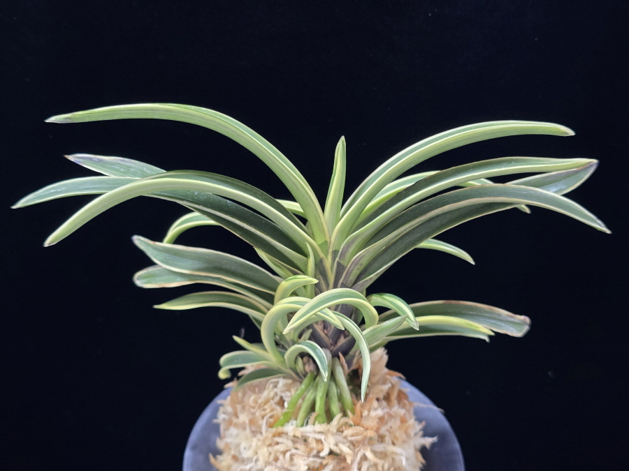 수백 琇白 Subaek 수백 琇白 Subaek