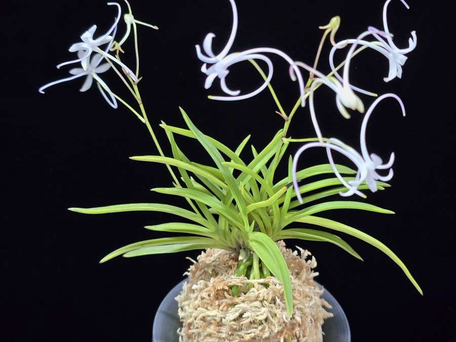 삼각산 三角山(曼珠沙華) Manjushage (3 spur) 삼각산 三角山(曼珠沙華) Manjushage (3 spur)